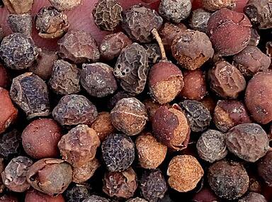 50Pcs A Set Aphananthe aspera seed ProQgf