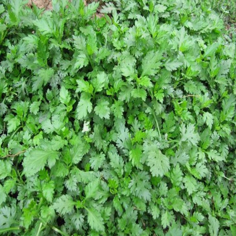 2000Pcs A Set Dendranthema morifolium seed ProQgf