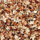 50Pcs A Set Betula platyphylla seed ProQgf