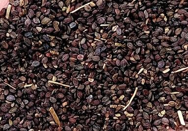 3000Pcs A Set Thlaspi arvense seed ProQgf