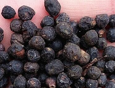 200Pcs A Set Symplocos paniculata seed ProQgf