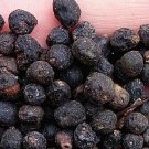 200Pcs A Set Symplocos paniculata seed ProQgf