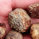 30Pcs A Set Vernicia fordii seed ProQgf