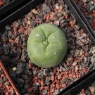 1Pcs A Set L. diffusa Mini Plant ProQgf