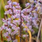 1Pcs A Set Lachenalia juncifolia Mini Plant ProQgf