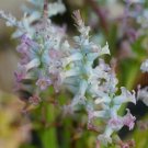 1Pcs A Set Lachenalia orchioides var. glaucina Mini Plant ProQgf