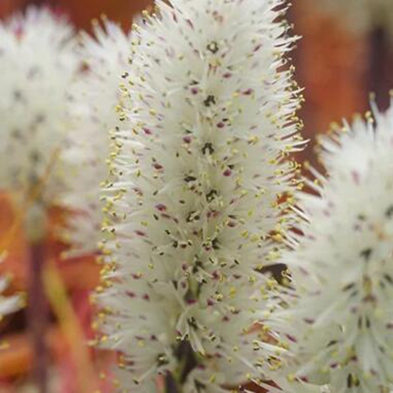 1Pcs A Set Lachenalia multifolia Mini Plant ProQgf