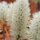 1Pcs A Set Lachenalia multifolia Mini Plant ProQgf
