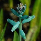 1Pcs A Set Lachenalia viridiflora  Mini Plant ProQgf
