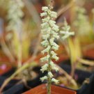 1Pcs A Set Lachenalia cernua  Mini Plant ProQgf