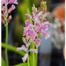 1Pcs A Set Lachenalia rosea Mini Plant ProQgf
