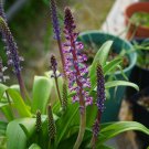1Pcs A Set Lachenalia gillettii  Mini Plant ProQgf