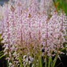 1Pcs A Set Lachenalia latimerae Mini Plant ProQgf