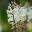 1Pcs A Set Lachenalia zeyheri Mini Plant ProQgf