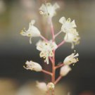 1Pcs A Set Lachenalia angelica  Mini Plant ProQgf