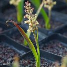 1Pcs A Set Lachenalia lactosa Mini Plant ProQgf