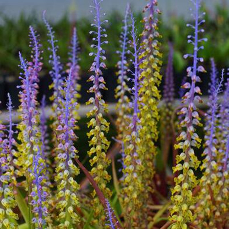 1Pcs A Set Lachenalia mutabilis Mini Plant ProQgf