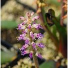 1Pcs A Set Lachenalia unicolor Mini Plant ProQgf