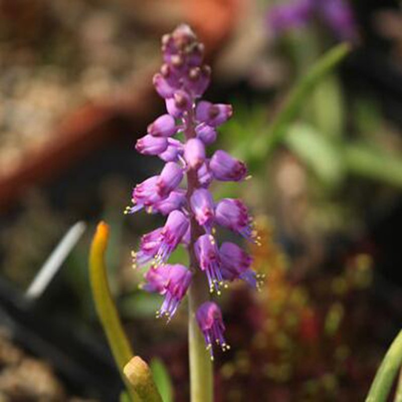 1Pcs A Set Lachenalia pustulata Mini Plant ProQgf
