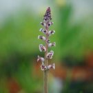 1Pcs A Set Lachenalia elegans Mini Plant ProQgf