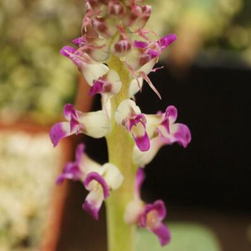 1Pcs A Set Lachenalia carnosa Mini Plant ProQgf