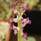 1Pcs A Set Lachenalia carnosa Mini Plant ProQgf