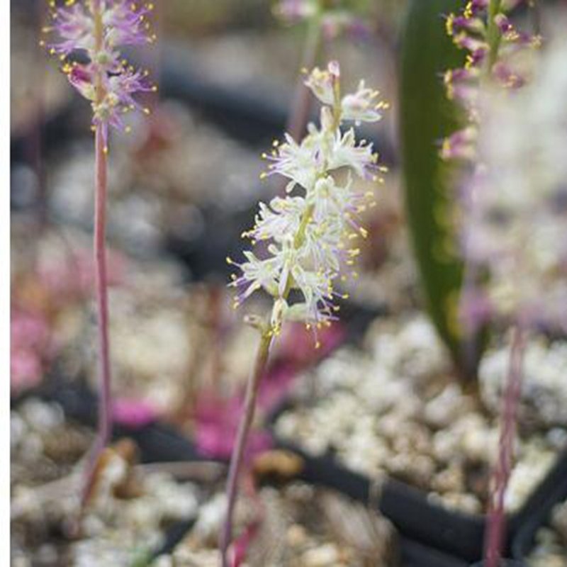 1Pcs A Set Lachenalia comptonii Mini Plant ProQgf