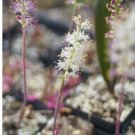 1Pcs A Set Lachenalia comptonii Mini Plant ProQgf