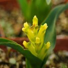 1Pcs A Set Lachenalia reflexa  Mini Plant ProQgf