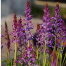 1Pcs A Set Lachenalia namaquensis Mini Plant ProQgf