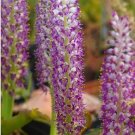 1Pcs A Set Lachenalia purpureocaerulea Mini Plant ProQgf