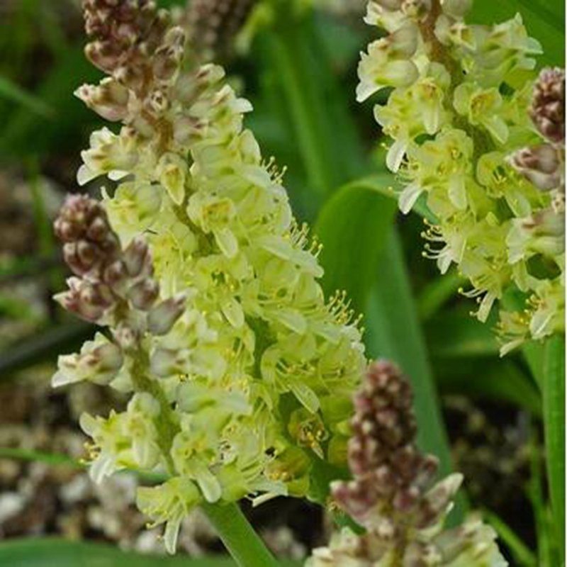 1Pcs A Set Lachenalia pallida Mini Plant ProQgf