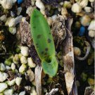 1Pcs A Set Lachenalia pusilla Mini Plant ProQgf
