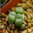 1Pcs A Set Conophytum piluliforme LAV28169 Mini Plant ProQgf
