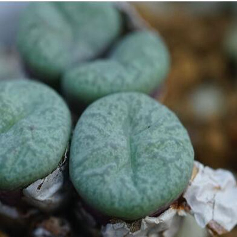 1Pcs A Set Conophytum piluliforme var. subconfusum Mini Plant ProQgf