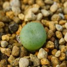1Pcs A Set Conophytum minutum v. pearsonii  VD5823 Mini Plant ProQgf