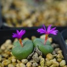 1Pcs A Set Conophytum minutum 26670A Mini Plant ProQgf