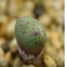 1Pcs A Set Conophytum piluliforme 5317 Mini Plant ProQgf