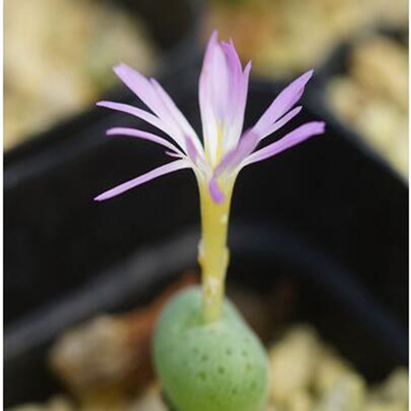 1Pcs A Set Conophytum jucundum Mini Plant ProQgf