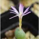 1Pcs A Set Conophytum jucundum Mini Plant ProQgf