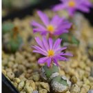 1Pcs A Set Conophytum minutum v. pearsonii Mini Plant ProQgf