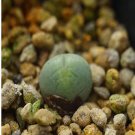 1Pcs A Set Conophytum polyandrum Mini Plant ProQgf