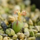 1Pcs A Set Conophytum loeschianum Mini Plant ProQgf