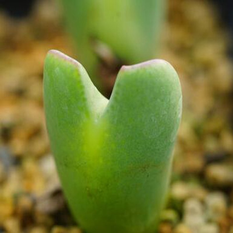 1Pcs A Set Conophytum bilobum Mini Plant ProQgf