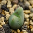 1Pcs A Set Conophytum bilobum cauliferum Mini Plant ProQgf