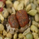 1Pcs A Set Conophytum cupreatum Mini Plant ProQgf