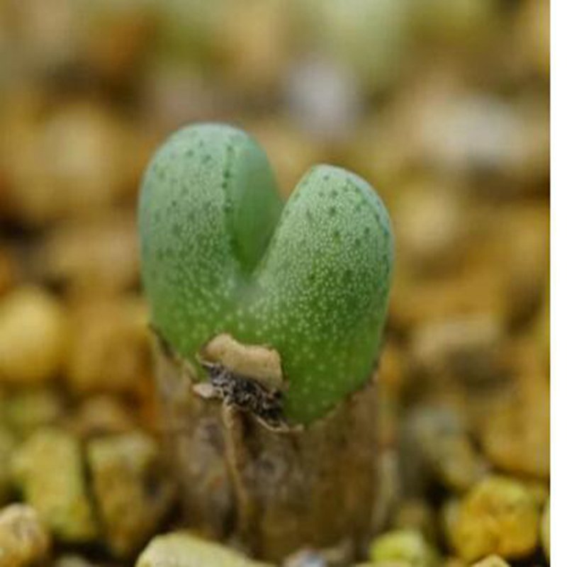 1Pcs A Set Conophytum  Khurisberg Mini Plant ProQgf