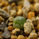 1Pcs A Set Conophytum saxetanum Mini Plant ProQgf
