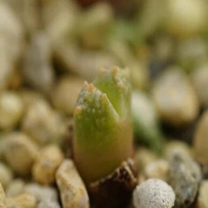 1Pcs A Set Conophytum khamiesbergense Mini Plant ProQgf
