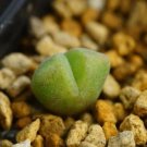 1Pcs A Set Conophytum hians Mini Plant ProQgf